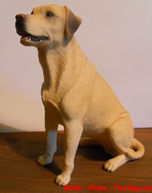 Labrador , sitzend , gelb