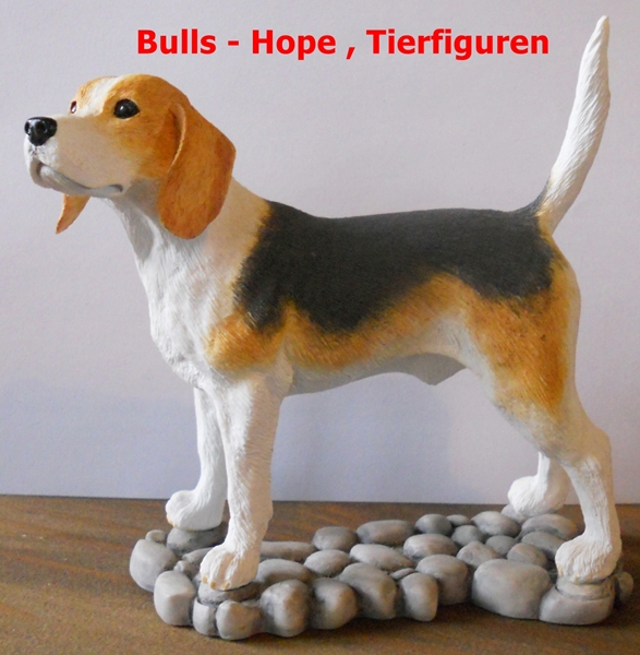 Beagle , tricolor , stehend