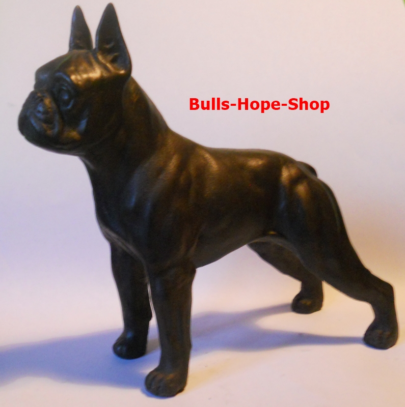 Boston Terrier ,stehend Boston Terrier ,stehend