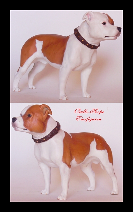 Staffordshire Bullterrier , red pied